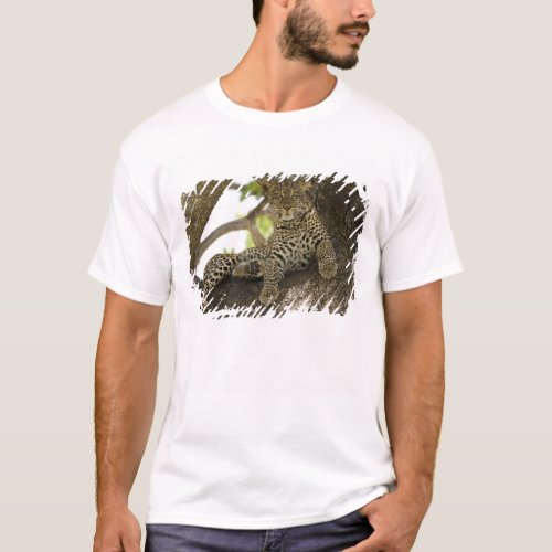 African Leopard Panthera pardus in a tree in T_Shirt