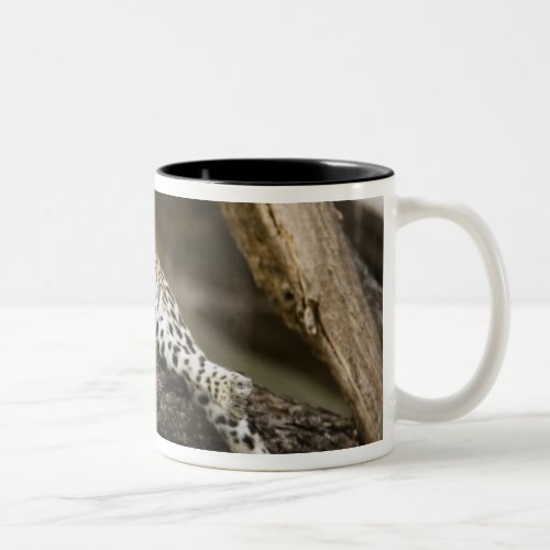 African Leopard Panthera pardus in a tree in Two_Tone Coffee Mug