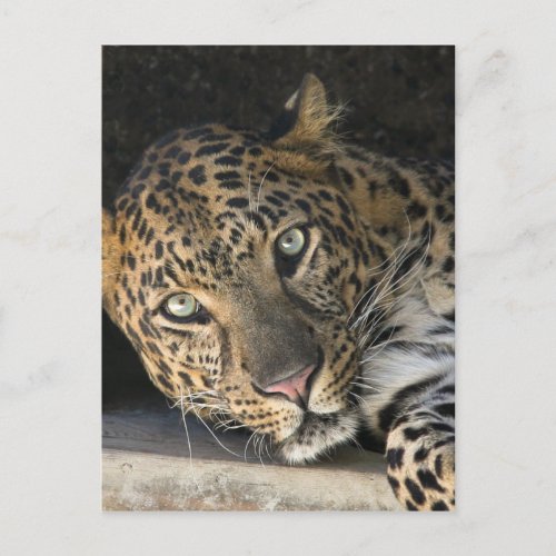 African Leopard Postcard