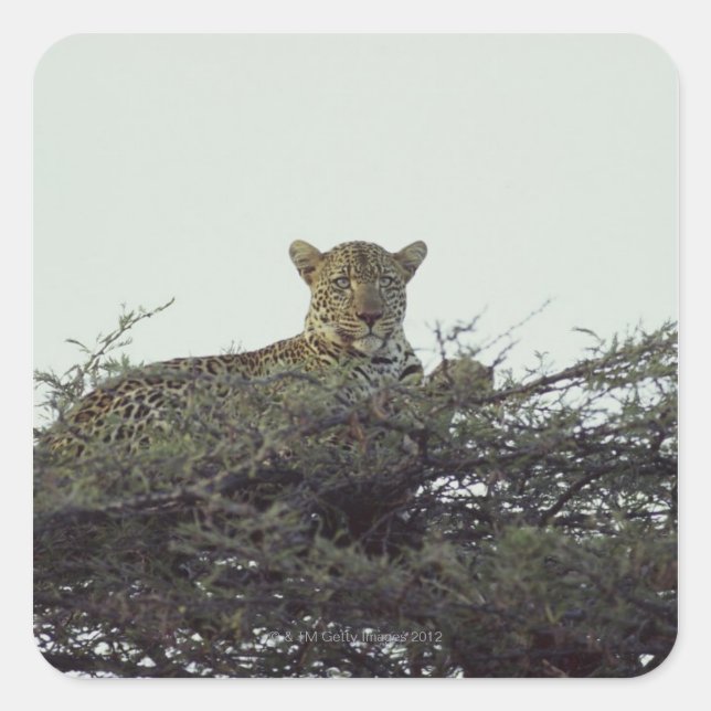 African leopard square sticker (Front)