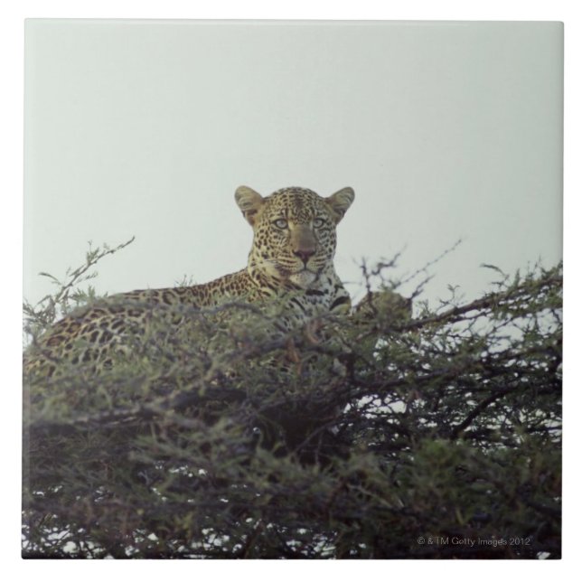 African leopard tile (Front)