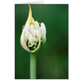 African Lily, Agapanthus Praecox, Cape Town (Front)