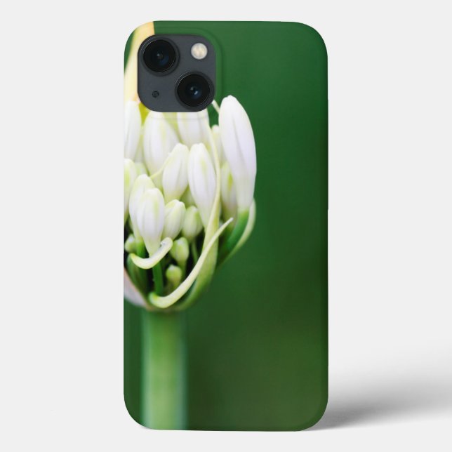 African Lily, Agapanthus Praecox, Cape Town Case-Mate iPhone Case (Back)