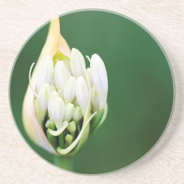 African Lily, Agapanthus Praecox, Cape Town Coaster (Front)