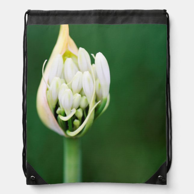 African Lily, Agapanthus Praecox, Cape Town Drawstring Bag (Front)