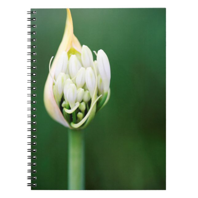 African Lily, Agapanthus Praecox, Cape Town Notebook (Front)