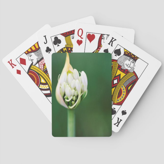 African Lily, Agapanthus Praecox, Cape Town Poker Cards (Back)