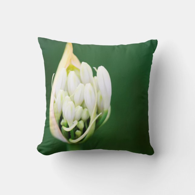 African Lily, Agapanthus Praecox, Cape Town Throw Pillow (Front)