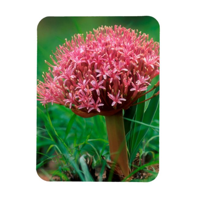 African Lily (Agapanthus Praecox), Mala Mala Magnet (Vertical)