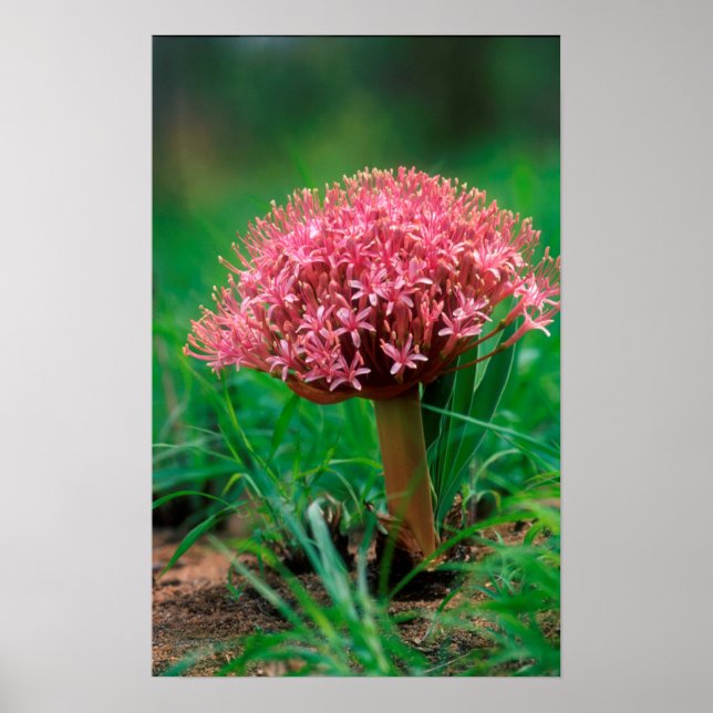 African Lily (Agapanthus Praecox), Mala Mala Poster (Front)