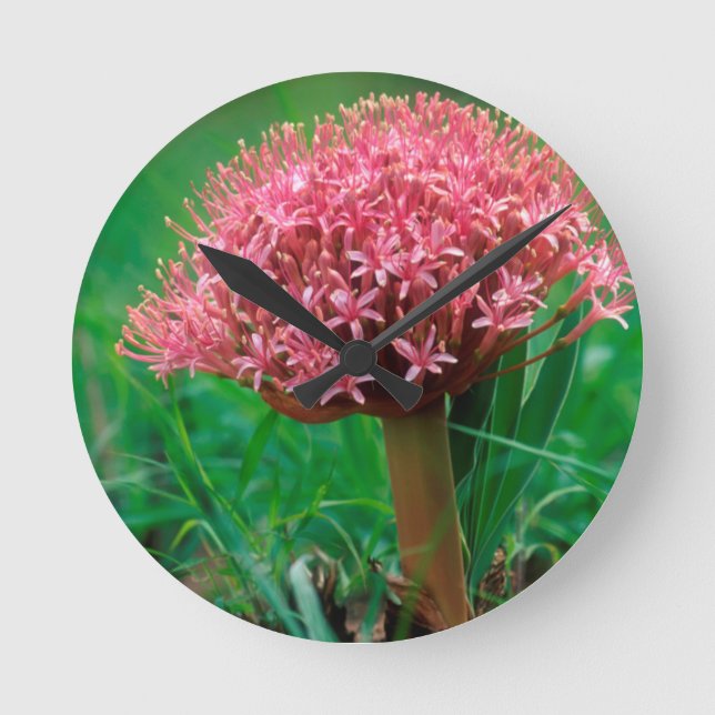 African Lily (Agapanthus Praecox), Mala Mala Round Clock (Front)