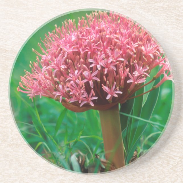 African Lily (Agapanthus Praecox), Mala Mala Sandstone Coaster (Front)