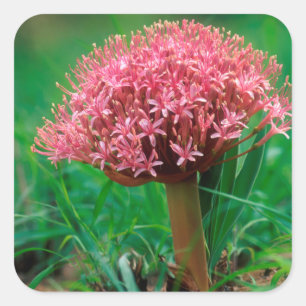 African Lily (Agapanthus Praecox), Mala Mala Square Sticker