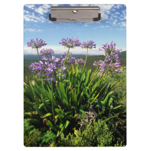 African Lily (Agapanthus praecox), Mossel Bay Clipboard