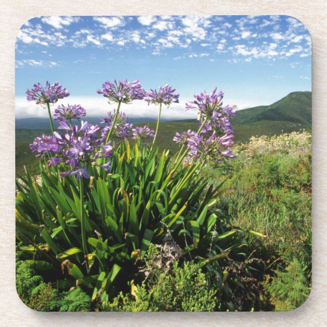 African Lily (Agapanthus praecox), Mossel Bay Drink Coaster (Front)