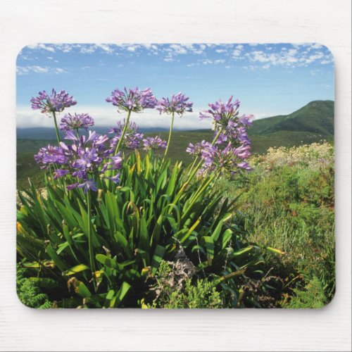 African Lily Agapanthus praecox Mossel Bay Mouse Pad