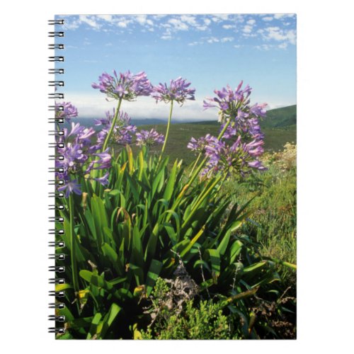 African Lily Agapanthus praecox Mossel Bay Notebook