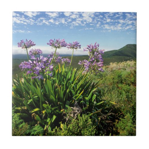 African Lily Agapanthus praecox Mossel Bay Tile