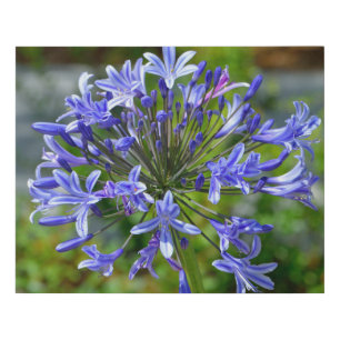 African Lily Flower Faux Canvas Print
