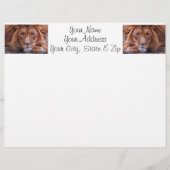 African Lion (Front)