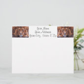 African Lion (Standing Front)