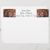 African Lion (Front/Back)
