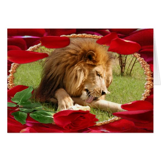 african-lion-00069-65x45 cards (Front Horizontal)
