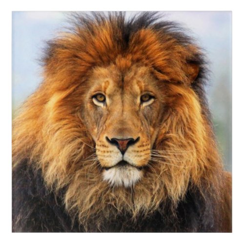 African Lion 1 Acrylic Print