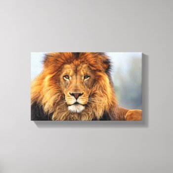 African Lion 1 Canvas Print by efhenneke at Zazzle