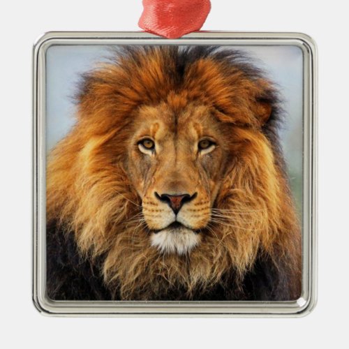 African Lion 1 Metal Ornament