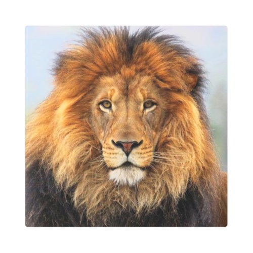 African Lion 1 Metal Print