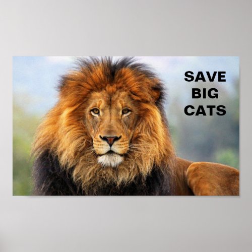 African Lion 1 Poster