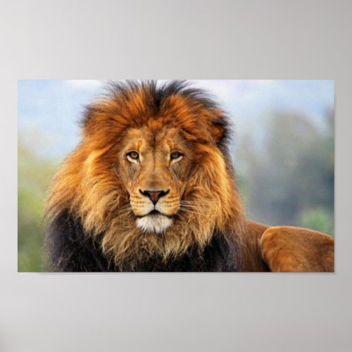 African Lion 1 Poster