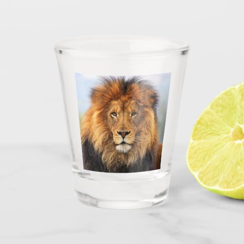 African Lion 1 Shot Glass