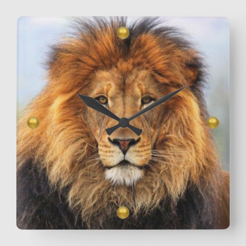 African Lion 1 Square Wall Clock