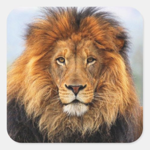 African Lion 1 Sticker