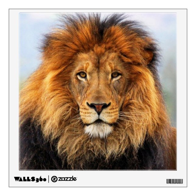 African Lion 1 Wall Sticker (Front)