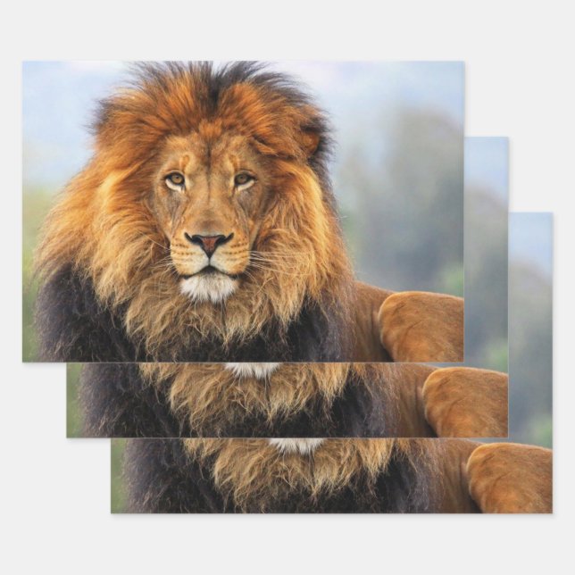 African Lion 1 Wrapping Paper Sheets (Set)