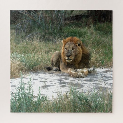 African Lion 20 x 20 Jigsaw Puzzle