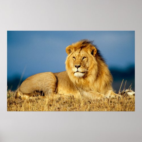 African Lion 2 Poster