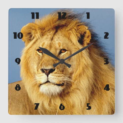 African Lion 2 Square Wall Clock