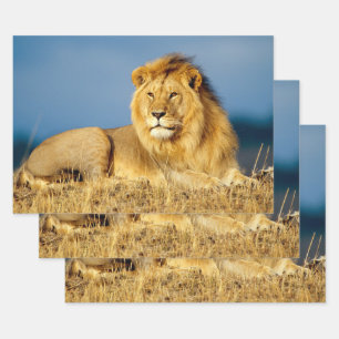 African Lion 2 Wrapping Paper Sheets