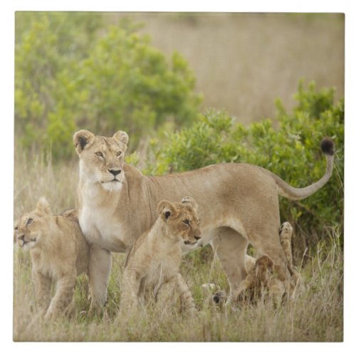 African Lion adult female with cubs alert Ceramic Tile