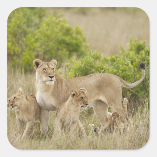 African Lion adult female with cubs alert Square Sticker