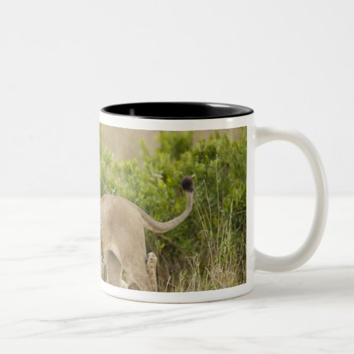 African Lion adult female with cubs alert Two_Tone Coffee Mug