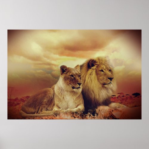 African Lion And Lioness Poster