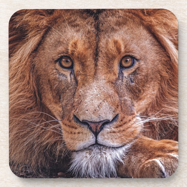 African Lion Beverage Coaster (Front)