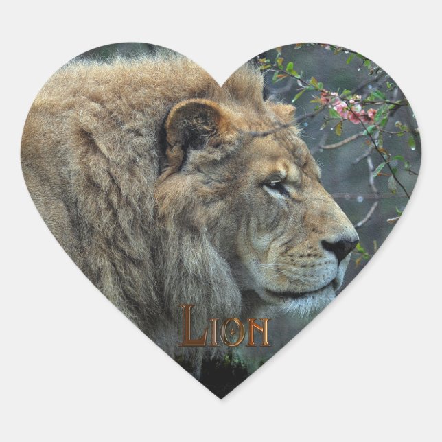 AFRICAN LION Big Five Big Cat Wildlife Stickers (Front)