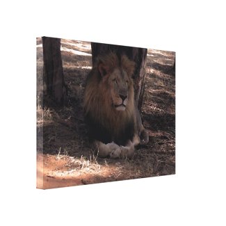 AFRICAN LION Big Five Cat Wildlife Photo Print Canvas Print