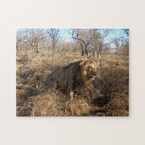 AFRICAN LION Big Five Cat Wildlife Photo  Puzzle
